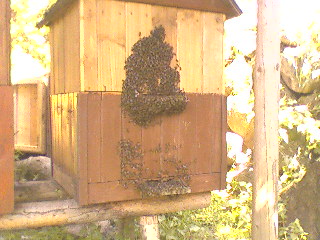 pszczoły  013.jpg